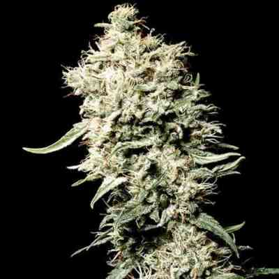 White Rhino > Green House Seed Company | Graines Féminisées  |  Indica